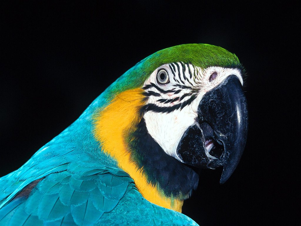 Blue and Yellow Macaw